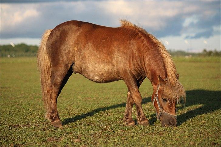 Shetlænder Anton - Stå stille kan jeg da osse. Foto Helena billede 20