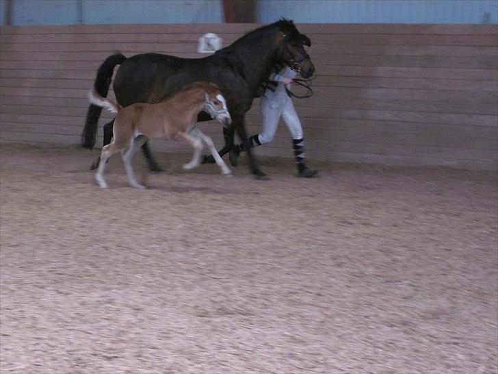 New Forest Lundemarksgaards Aura Ophelia - 17) Løbe det kan hun altså! Lækker galop! I ridehuset til træning til Roskilde Dyreskue 2011. D. 7/5 2011. Foto: Mig!:D billede 17