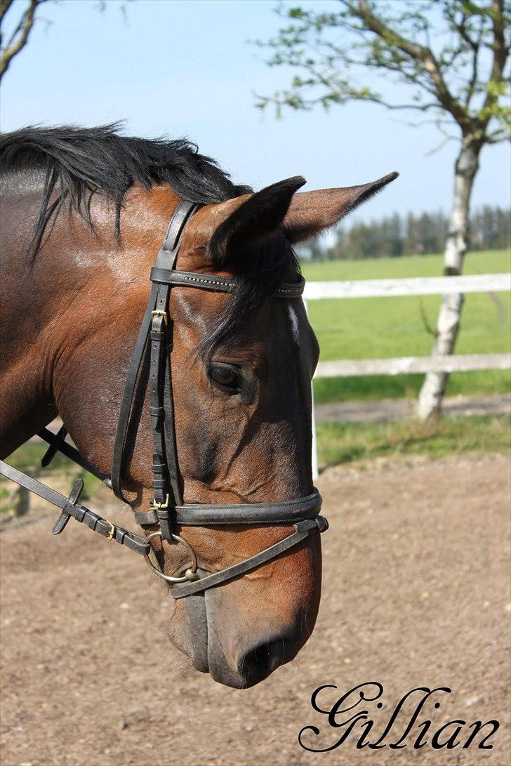 Anden særlig race Gillian (Solgt) billede 2