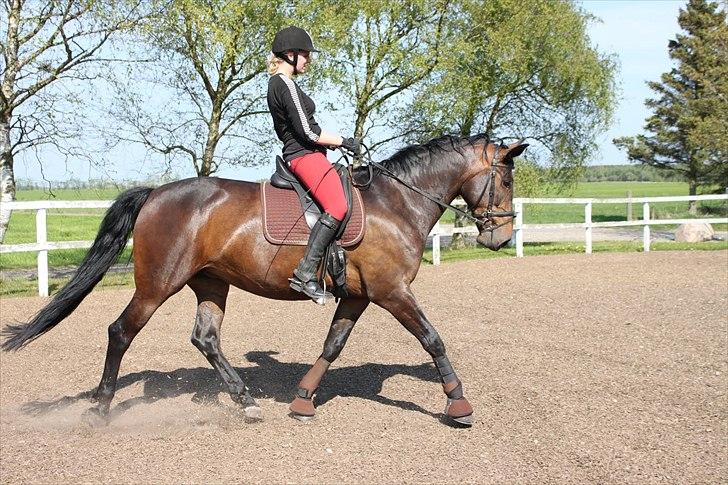 Anden særlig race Gillian (Solgt) - Sommeren 2011 billede 14