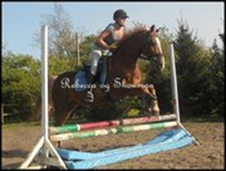 Irsk Sportspony The Showman mit alt!<3<3 - et springbillede...;-) billede 12