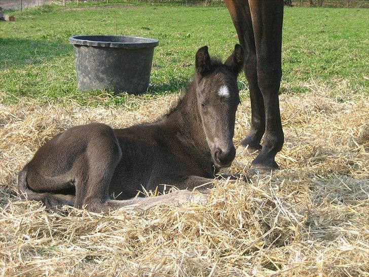 Anden særlig race A Sunday Surprice (solgt) - Sunday´s første dag på fold. 2 dage gammel billede 1