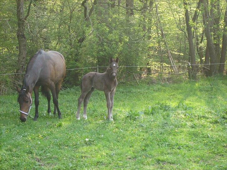 Anden særlig race A Sunday Surprice (solgt) billede 2