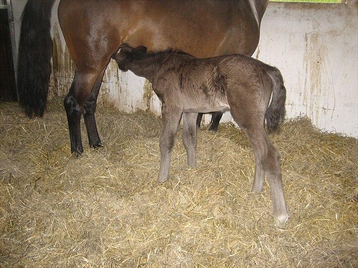 Anden særlig race A Sunday Surprice (solgt) - Uhh jeg er tørstig mor:o) billede 3