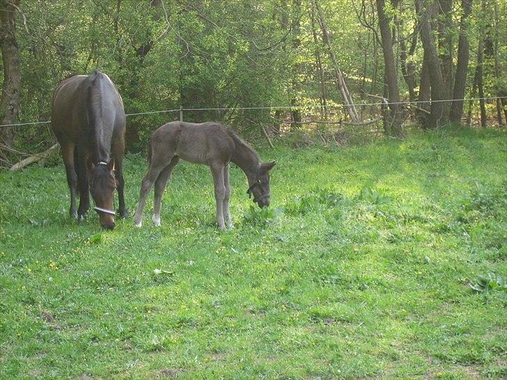 Anden særlig race A Sunday Surprice (solgt) - Hvad er det for en sjov en.....? billede 4
