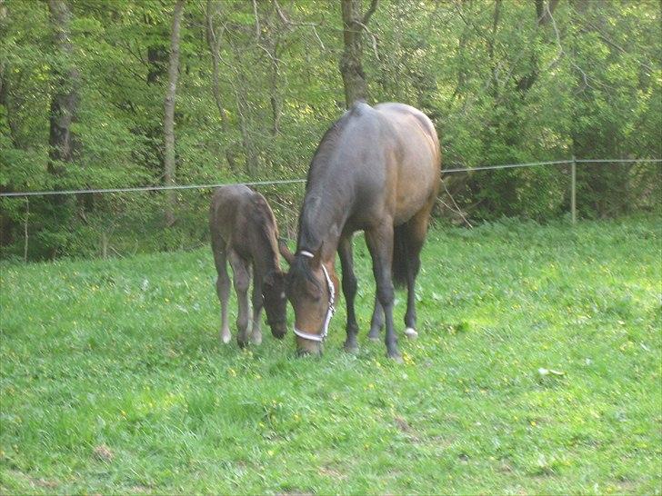 Anden særlig race A Sunday Surprice (solgt) - Hmm mor, hvad er det vi laver? billede 5