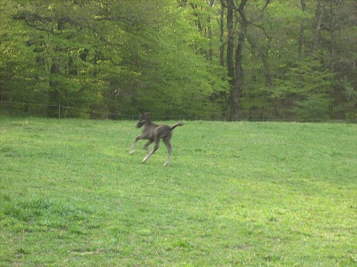 Anden særlig race A Sunday Surprice (solgt) - Ihh det er sjovt det her:o) billede 6