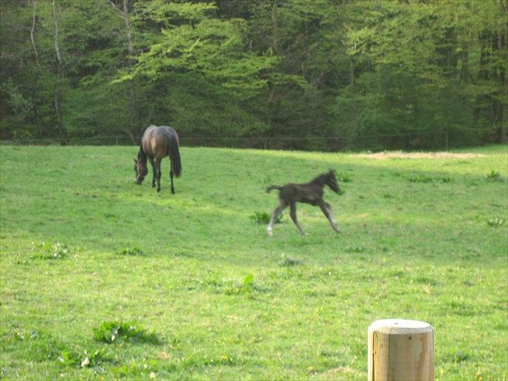 Anden særlig race A Sunday Surprice (solgt) - Jeg kan løbe langt rundt om min mor:o) billede 7