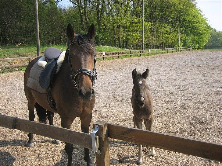 Anden særlig race A Sunday Surprice (solgt) - Hej...:o) billede 8