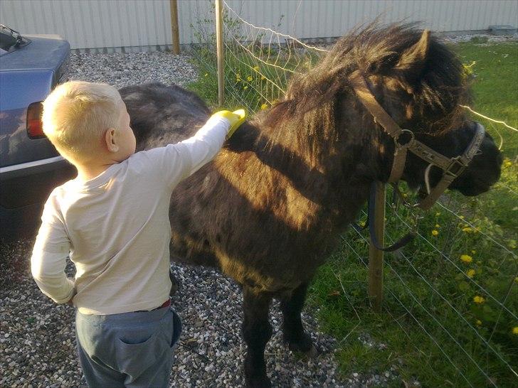 Anden særlig race Antos Kandis - 7/5/2011 Kandis og Mads første dag billede 4