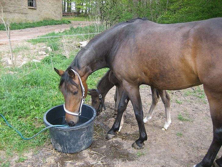 Anden særlig race Adelaide billede 13