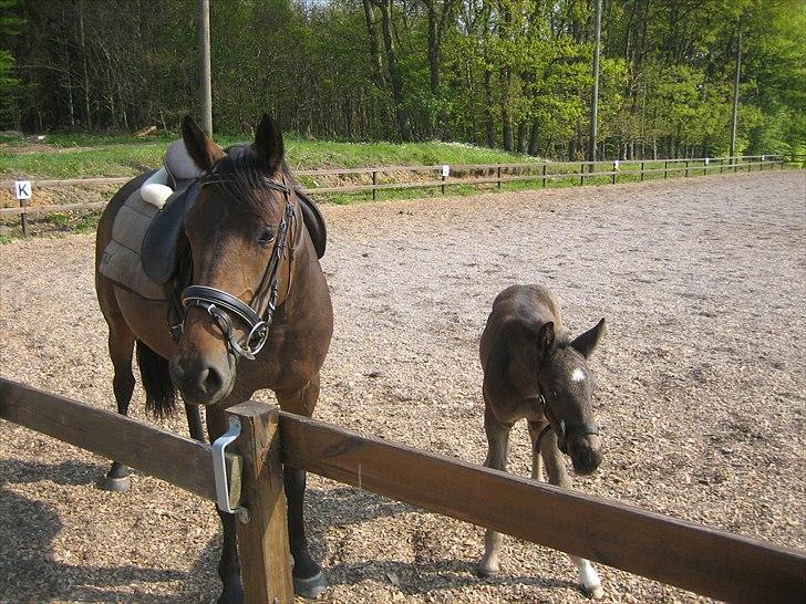 Anden særlig race Adelaide billede 15