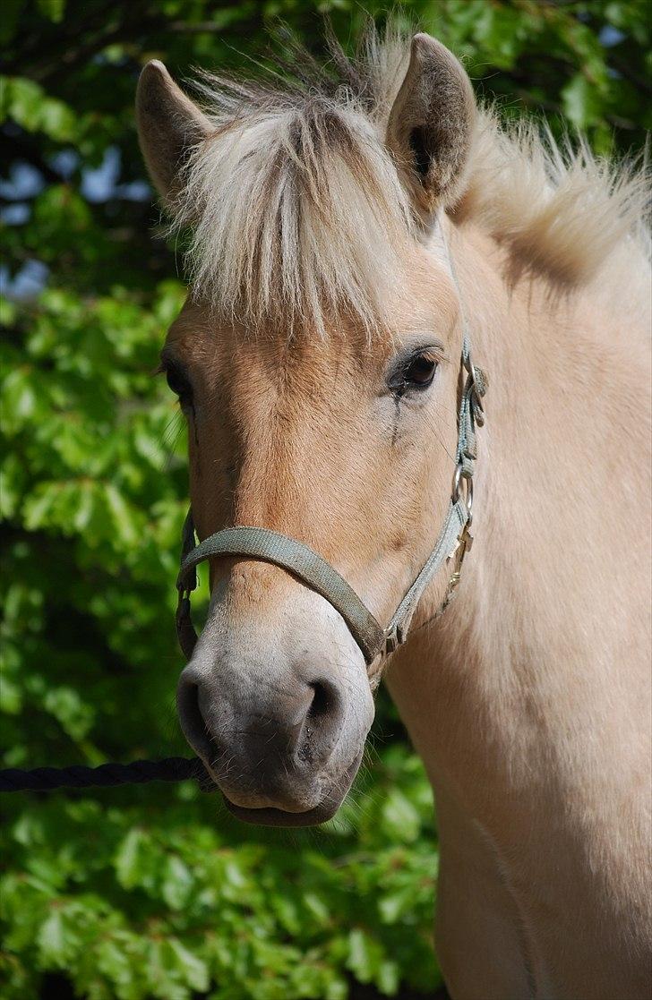 Fjordhest Gullak Tidselbjerg billede 11