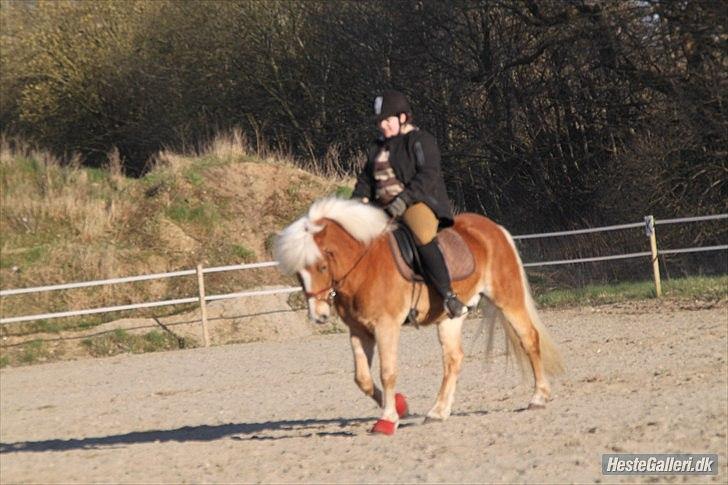 Tyroler Haflinger Navarro (solgt) billede 1
