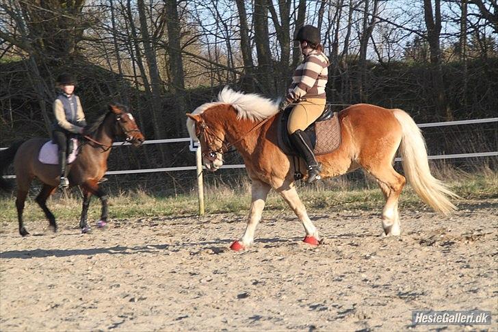 Tyroler Haflinger Navarro (solgt) billede 2