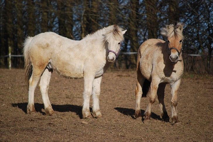 Fjordhest Gullak Tidselbjerg billede 13