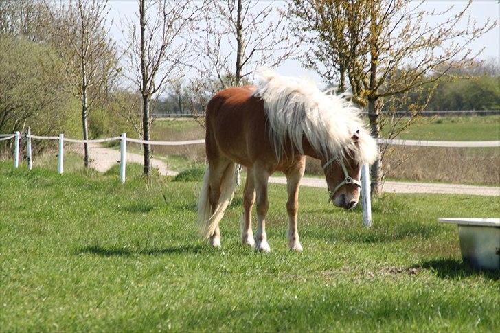 Tyroler Haflinger Navarro (solgt) billede 3