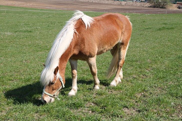 Tyroler Haflinger Navarro (solgt) billede 4