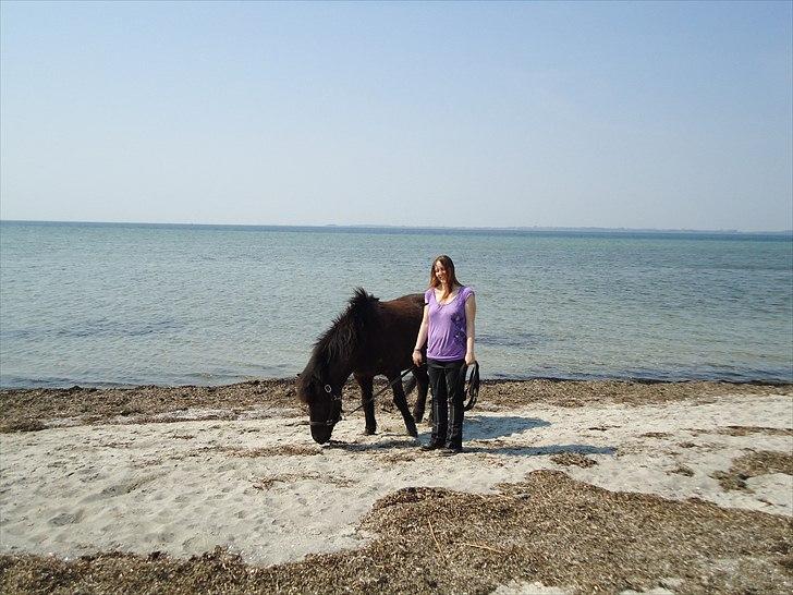 Islænder Faxi fra Hindø billede 5