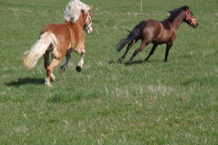 Tyroler Haflinger Navarro (solgt) billede 5