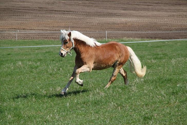 Tyroler Haflinger Navarro (solgt) billede 6