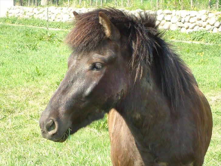Islænder Faxi fra Hindø billede 6