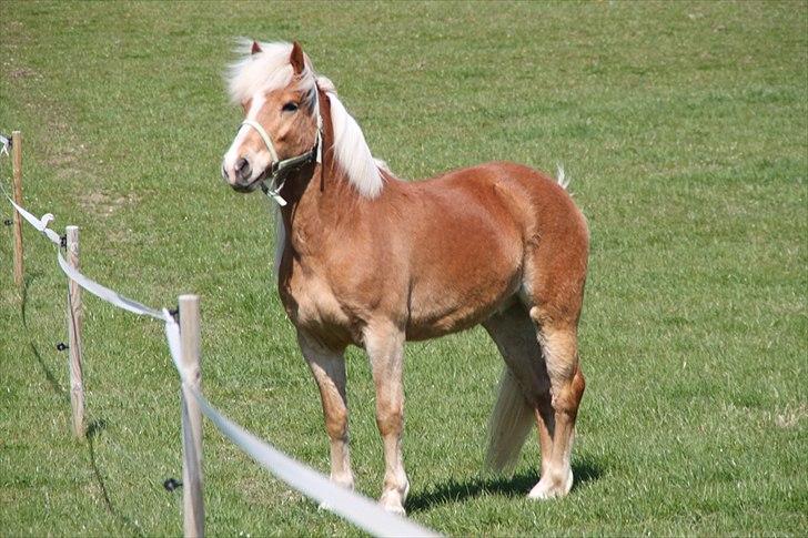 Tyroler Haflinger Navarro (solgt) billede 7