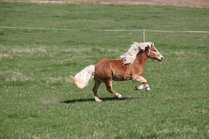 Tyroler Haflinger Navarro (solgt) billede 8