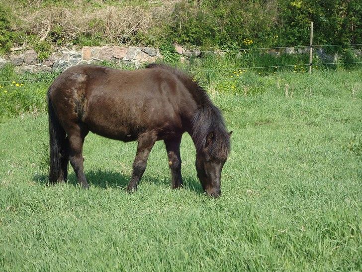 Islænder Faxi fra Hindø billede 11