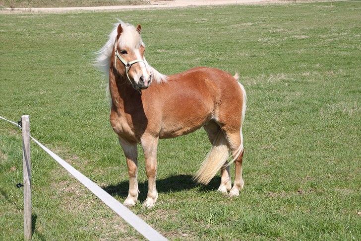 Tyroler Haflinger Navarro (solgt) billede 9