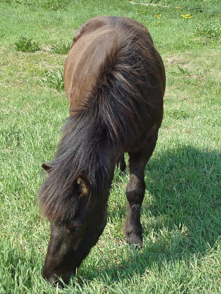 Islænder Faxi fra Hindø billede 12