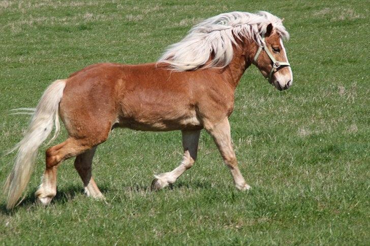 Tyroler Haflinger Navarro (solgt) billede 10