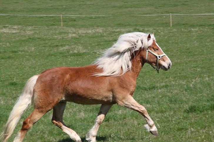Tyroler Haflinger Navarro (solgt) billede 11