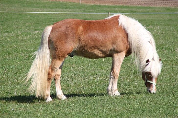 Tyroler Haflinger Navarro (solgt) billede 12