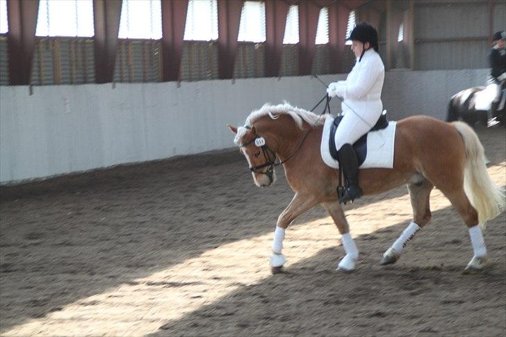 Tyroler Haflinger Navarro (solgt) billede 13