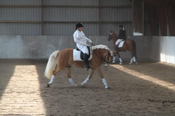 Tyroler Haflinger Navarro (solgt) billede 14