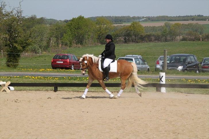 Tyroler Haflinger Navarro (solgt) billede 15