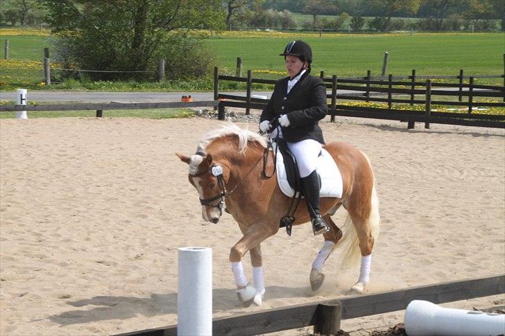 Tyroler Haflinger Navarro (solgt) billede 16