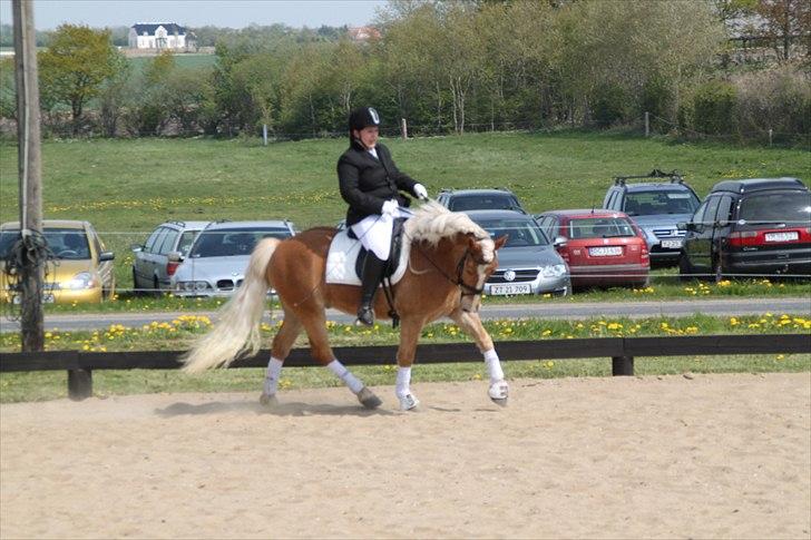 Tyroler Haflinger Navarro (solgt) billede 17