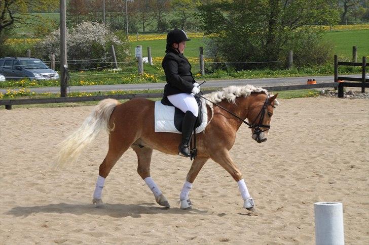 Tyroler Haflinger Navarro (solgt) billede 18