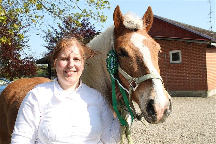 Tyroler Haflinger Navarro (solgt) billede 19