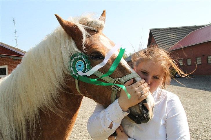 Tyroler Haflinger Navarro (solgt) billede 20