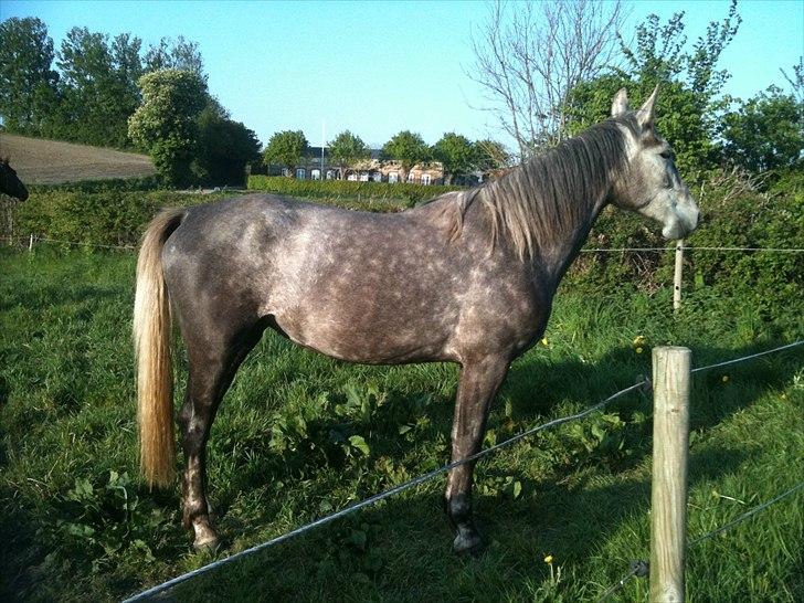 Anden særlig race Mosegaards Cayenne - taget den 7. maj 2011 billede 14