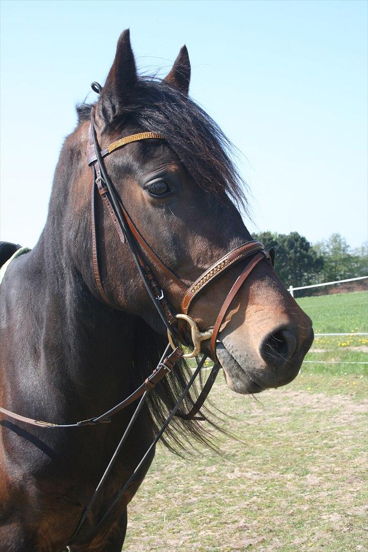 Welsh Cob (sec D) Alettico (Letti) - Letti knap 4 år billede 11