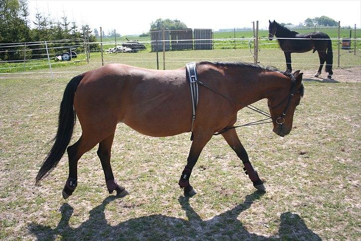 Anden særlig race Ronja AFDØD - Ronja longeres billede 11