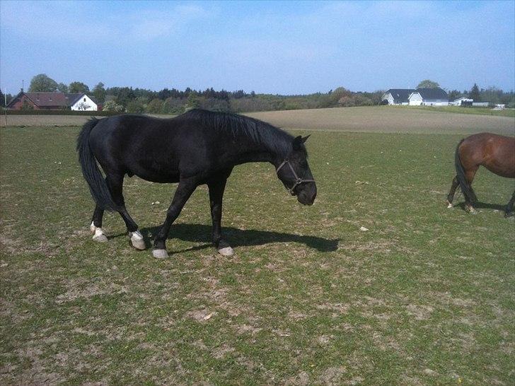 Oldenborg bastian billede 9
