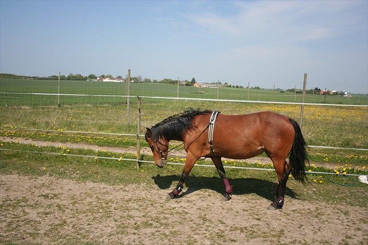 Anden særlig race Ronja AFDØD - Ronja longers billede 12