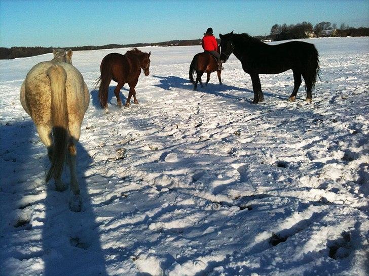 Anden særlig race shik billede 4
