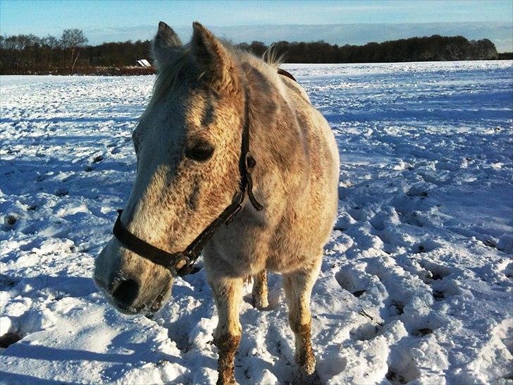 Anden særlig race shik - nusser i venter pels billede 5