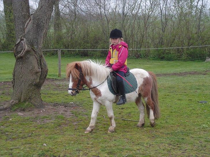 Shetlænder Anton - Meget gamlet billede som jeg stadig husker den dag idag.<3 billede 2